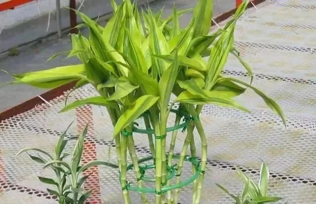 室內淨化能手“富貴（guì）竹”，不（bú）僅（jǐn）寓（yù）意棒......