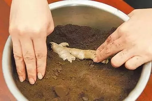 冬季（jì）儲存生薑有妙招！這樣做保存半年都沒問題