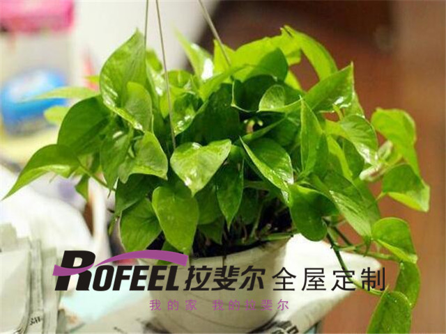 拉（lā）斐爾全屋定（dìng）製|綠蘿真的能除甲醛嗎？答案是......