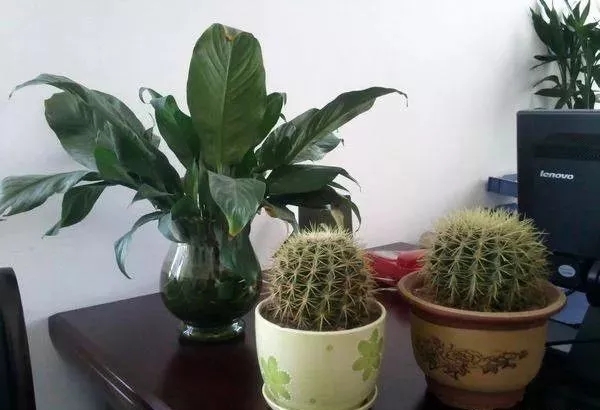 辦公室植物擺放風水禁忌（二）