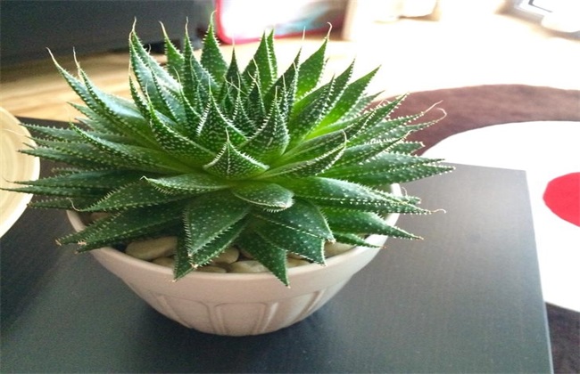 家居養殖（zhí）的蘆薈有什麽風水效果作用？